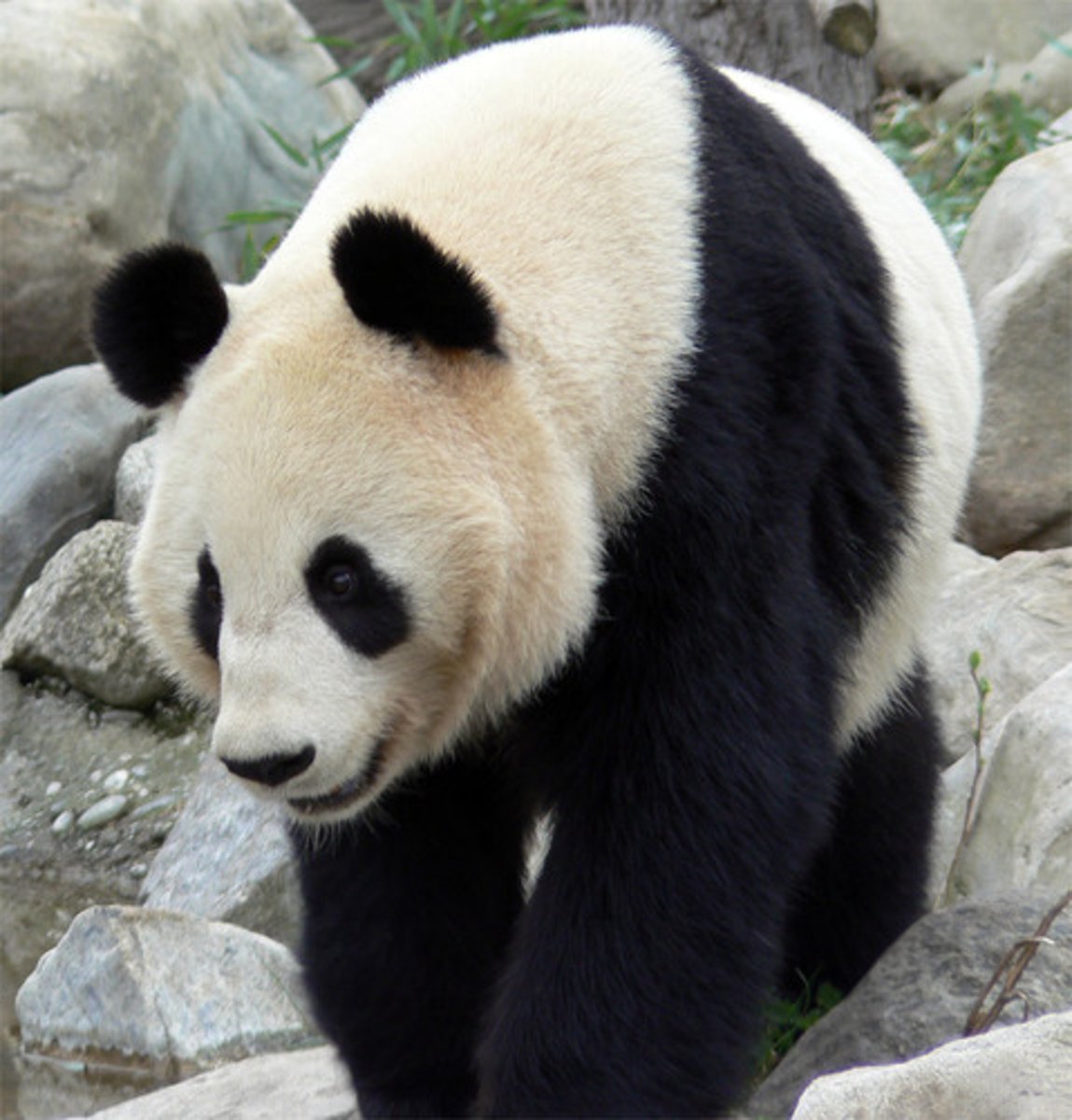 <p>gấu trúc</p>