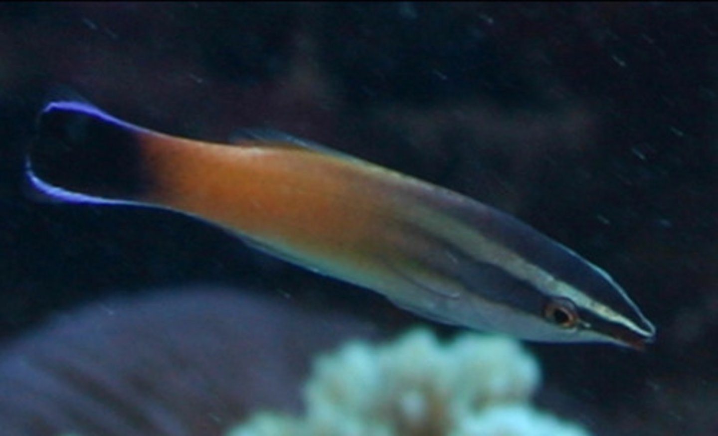 <p>Labroides rubrolabiatus</p>