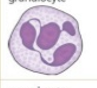 <p>Neutrophil </p>