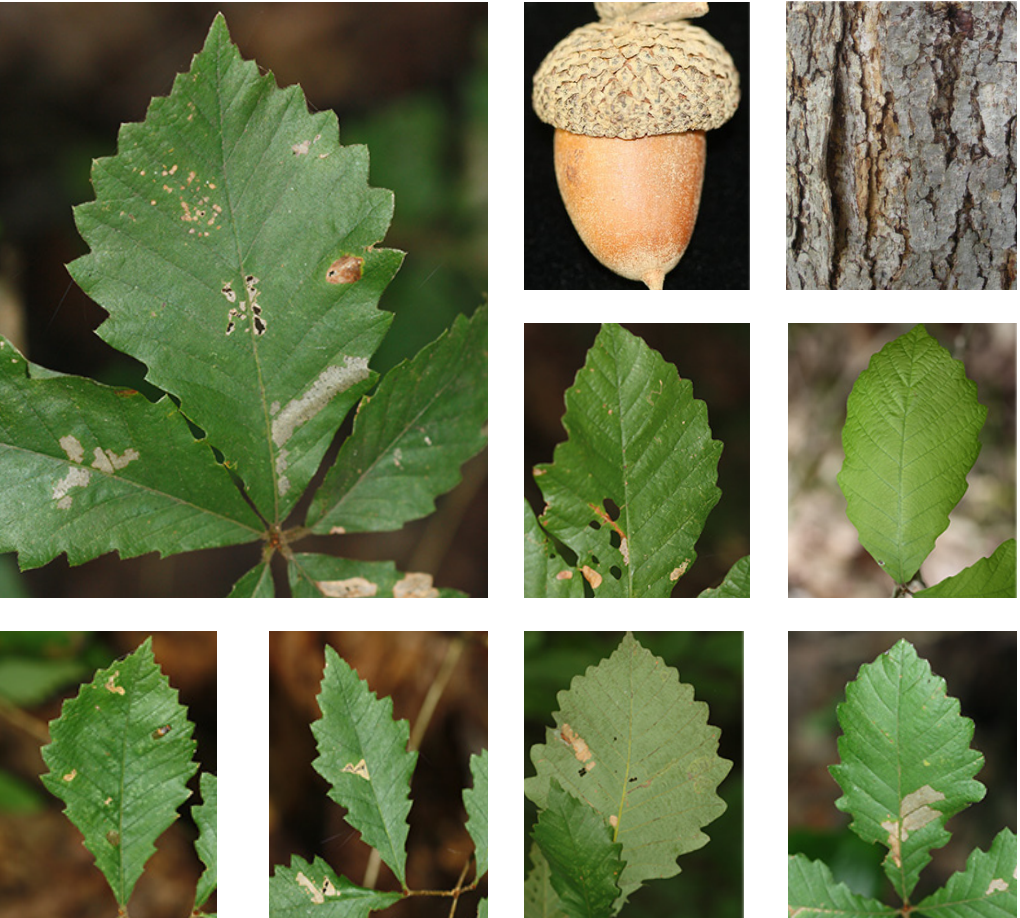 <p>fagaceae</p><p>whitish platy bark</p><p>shallow rounded lobes</p><p>cluster of terminal buds</p><p>alternate leaf arrangements</p>