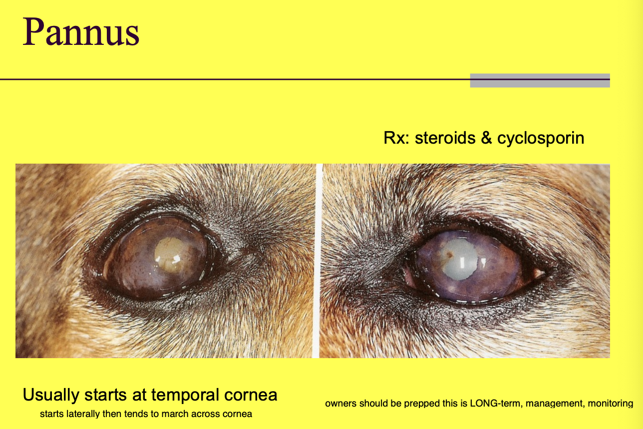 <p>at temporal (limbus) cornea</p>