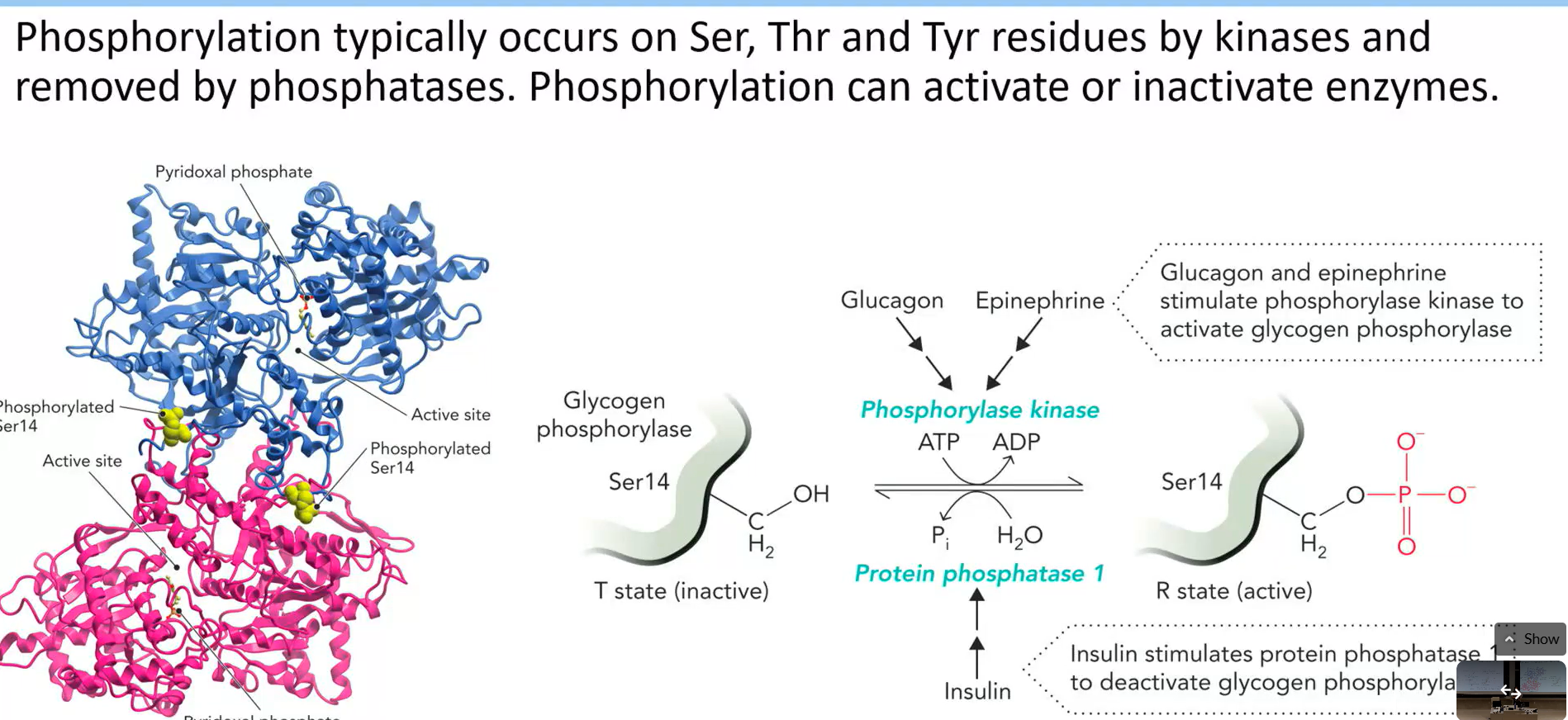 <p>occurs on ser, thr and try or his sometimes</p><ul><li><p>added by kinase removed by phsophatase</p></li><li><p>activate or inactivate enzymes</p></li></ul><p></p>