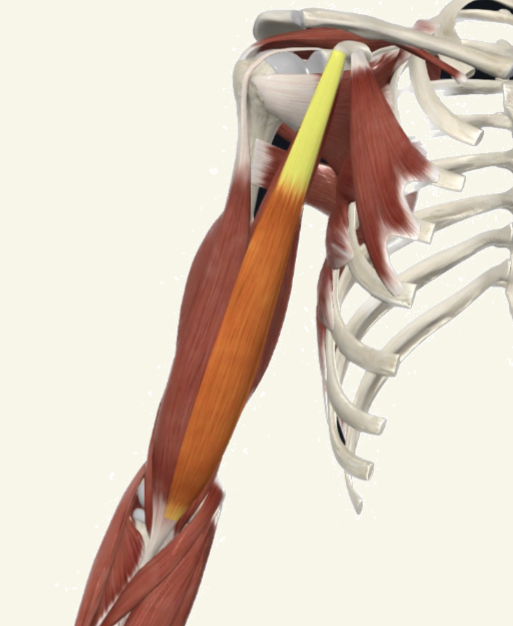 <p>biceps brachii short head Actions</p>