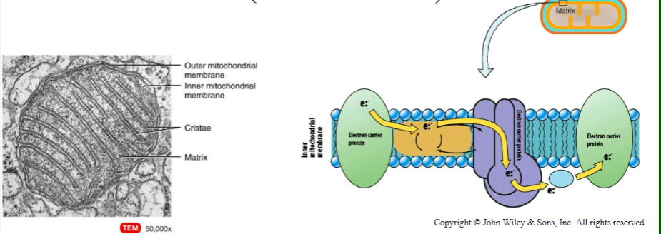 <p>Electron transport chain – (ETC) takes the electrons through a series of redox reactions until they reach oxygen</p><p> series of cytochromes: electron carriers embedded within the inner membrane of the mitochondrium (folded into cristae)</p>