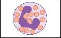<p>First responders at the site of infection. Phagocytic and make up 50-60% of all leukocytes. Releases toxins that kill/inhibit bacteria and fungi. Recruits other immune cells to infection.</p>