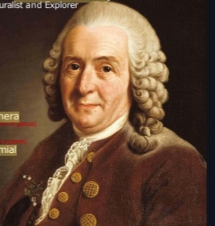 <p>Carolus Linnaeus,1700</p>