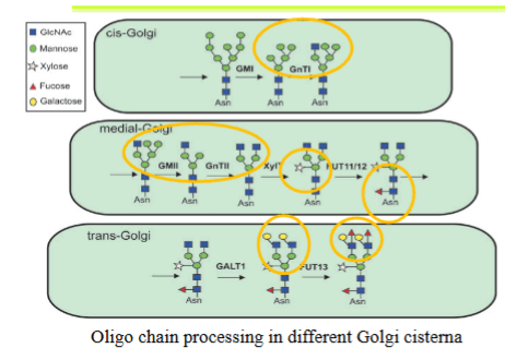 <ul><li><p>linear in cis to trans direction since glycosyl transferases are concentrated in different cisternae</p></li><li><p>composition of oligo chain dependent on protein (rules of what sugar will be added to which protein or which chain if a protein is glycosylated on multiple asparagines are unclear)</p></li><li><p>oligosaccharides promote folding and stability of glycoproteins</p></li><li><p>sugars are removed one at a time and other sugars are added one at a time (different from en masse transfer from dolichol intermediate)</p></li></ul><p></p>