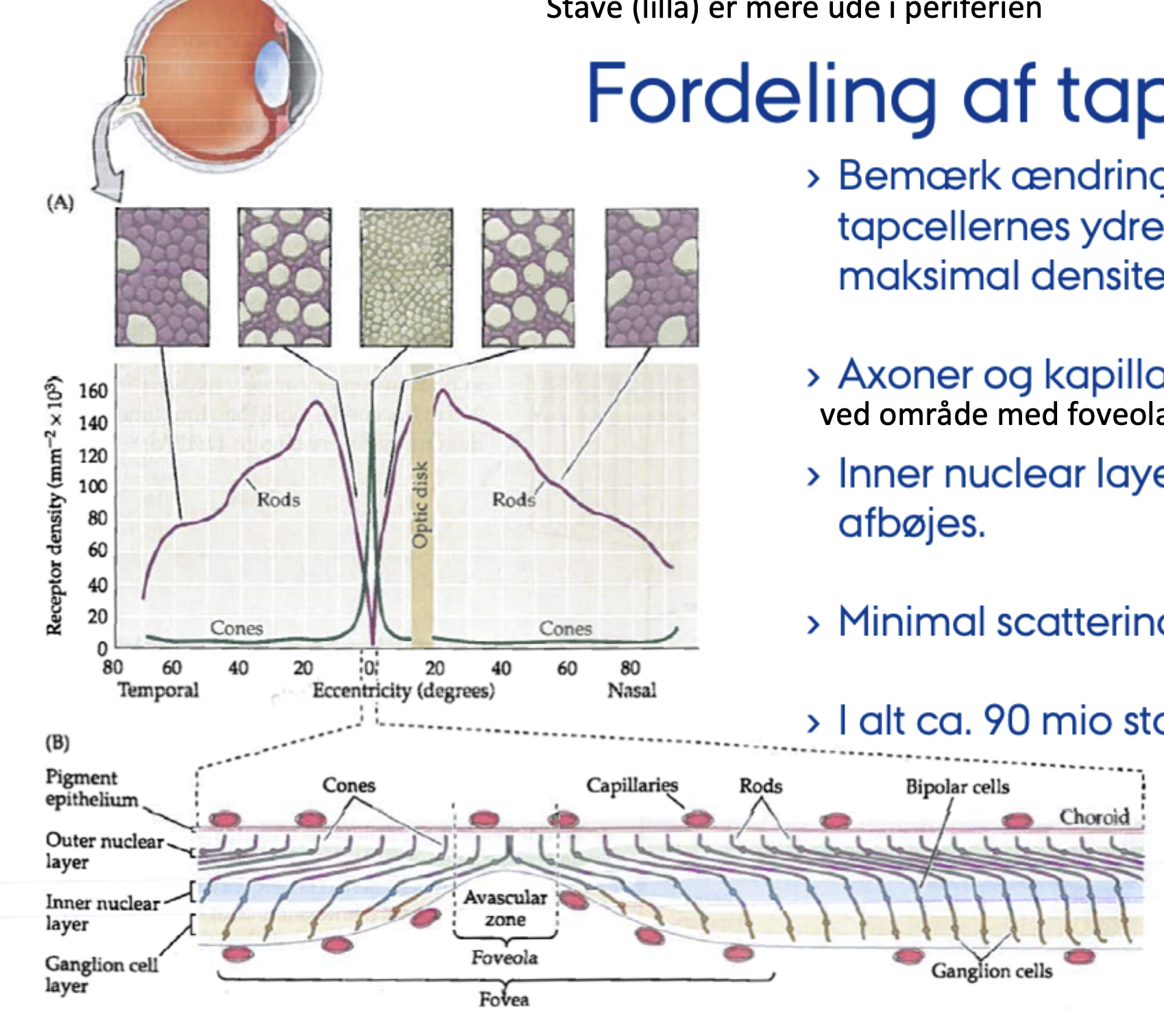 <p>At fx <strong>gangliecellelaget</strong> og <strong>indre nukleære lag</strong> forskydes væk, så lyset lettere når fotoreceptorerne.</p>