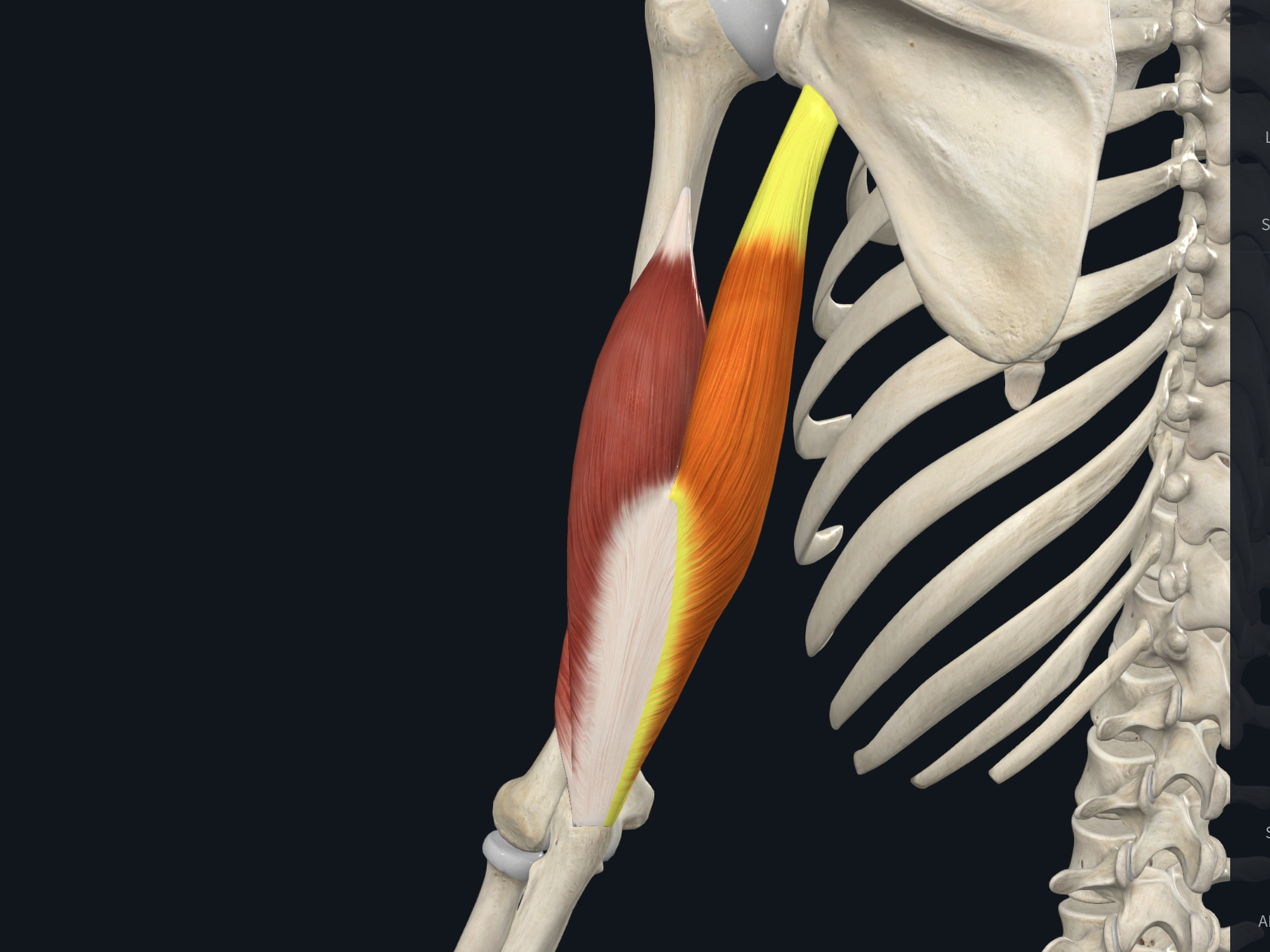 <p>O: <strong><u>infraglenoid</u></strong> tubercle scapula</p><p>I: <strong><u>olecranon</u></strong></p><p>N: Radial</p><p>A: extensor</p>