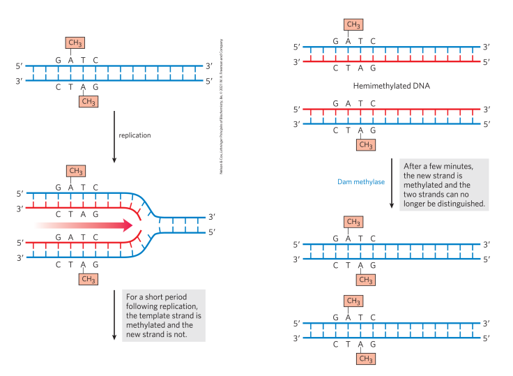 <p>Dam methylase methylates GATC sites on the adenine residues (binds to the whole DNA sequence and flips adenine into an active site to methylate it) using SAM as the methyl donor. After replication, the template strand is methylated, but the new strand is temporarily unemthylated, creating hemimethylated DNA (this is where we will have post-replication mismatch identification) </p>