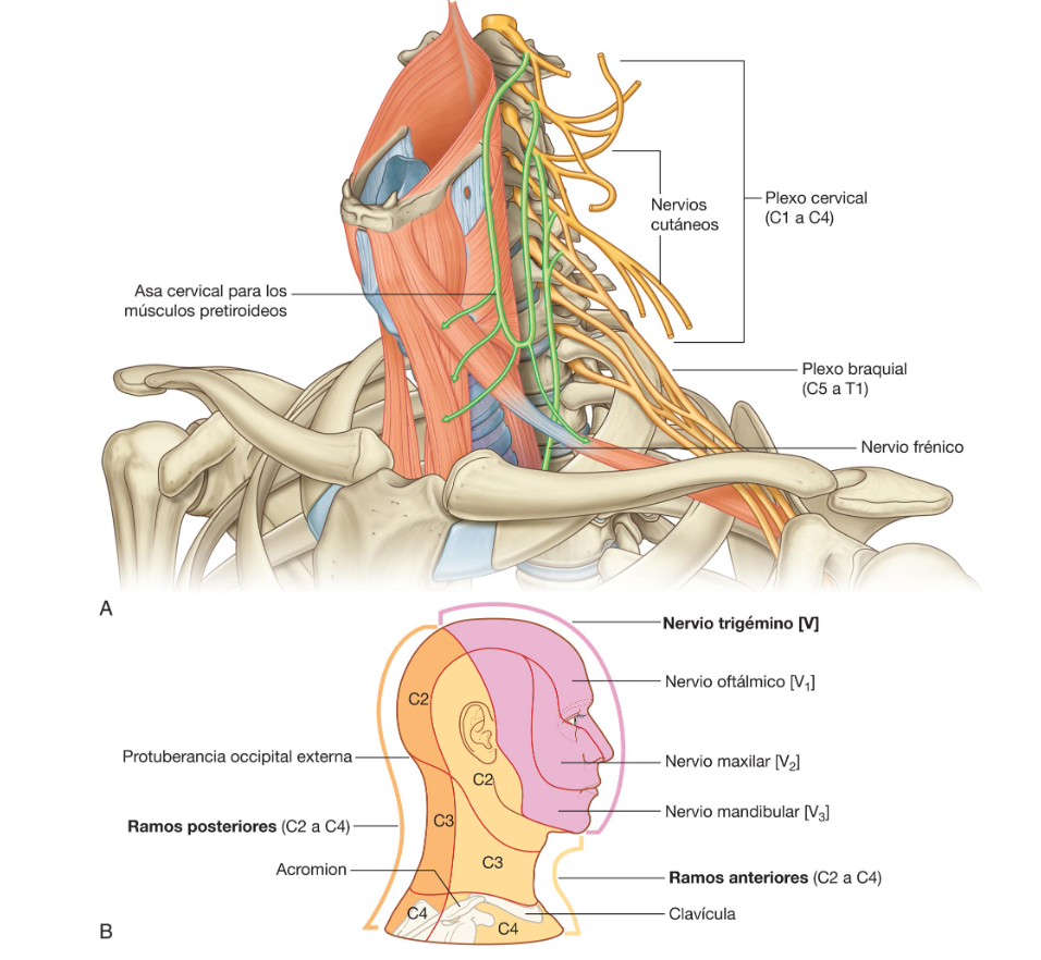 <p>Existen Ocho nervios cervicales (C1-C8). Los nervios de C1 a C7 abandonan el conducto vertebral superior a sus respectivas vertebras. El nevio C8 sale entre las vértebras CVII y TI. </p><p>Los ramos anteriores de los nervios C1 a C4 forman el plexo cervical. Los ramos principales de este plexo inervan los músculos infrahioideos, el diafrágma (nervio frénico), la piel de la regíon anterior y lateral del cuello, la piel de la pared torácica anterosuperior y la piel de las zonas inferiores de la cabeza. </p><p>Los ramos de los nervios C5 a C8, junto con un gran componente del ramo anterior de T1, froman el plexo braquial, encargado de la inervación del miembro superior. </p>