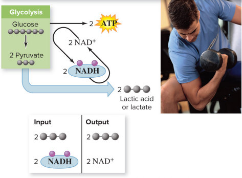 <p>Lactic acid fermentation</p>