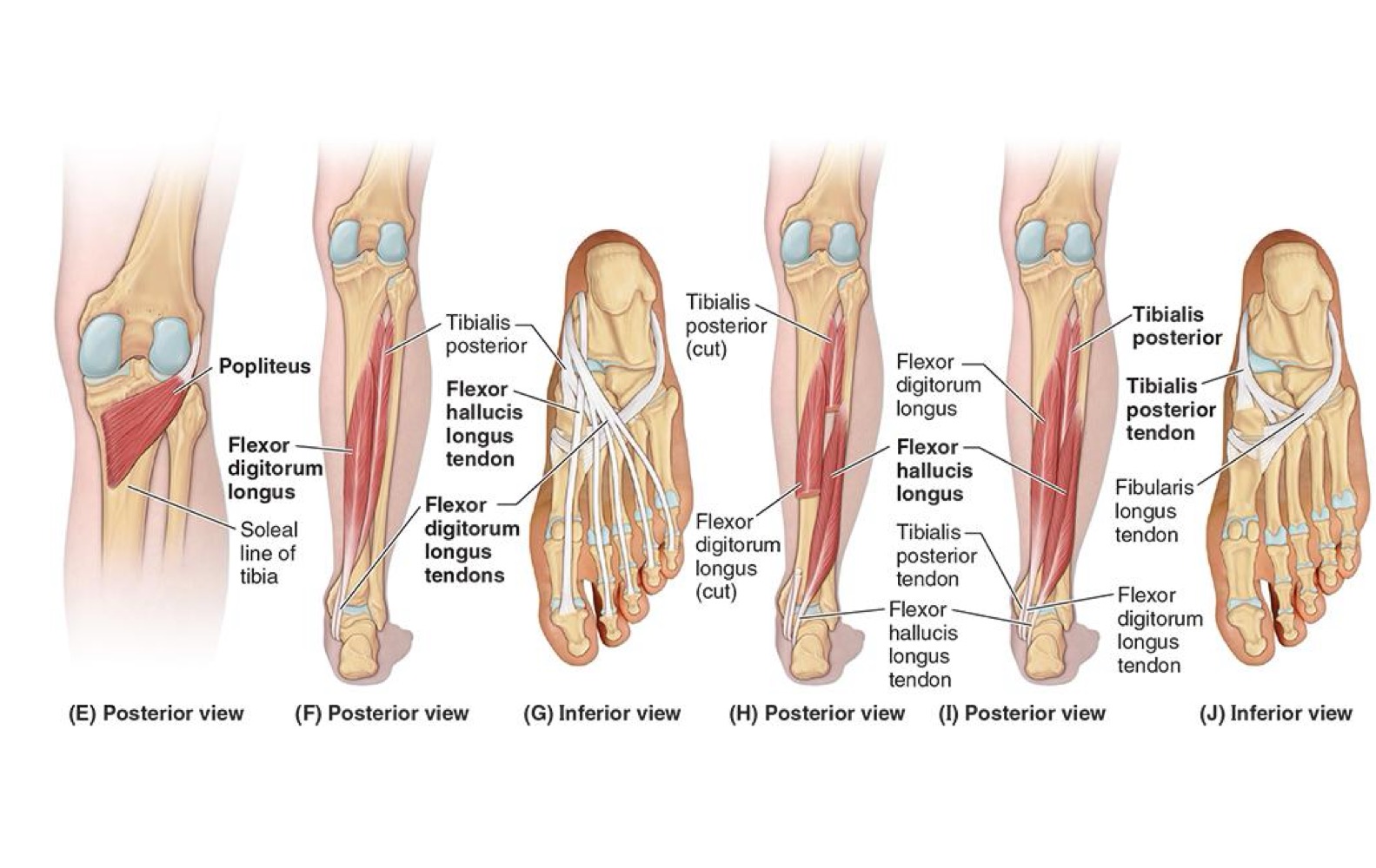 <ul><li><p><strong>PA: INFERIOR 2/3 Fibula + Inferior Interosseous Membrane</strong></p></li></ul><p></p><ul><li><p><strong>DA: Base of Distal phalanx (great TOE = Hallux)</strong></p></li></ul><p></p><ul><li><p><strong>N: Tibial Nerve</strong></p></li></ul><p></p><p><strong>A: Flexes great toe at all joints; weakly plantarflexes ankle joint; supports</strong></p><p><strong>medial longitudinal arch of foot</strong></p><p></p>