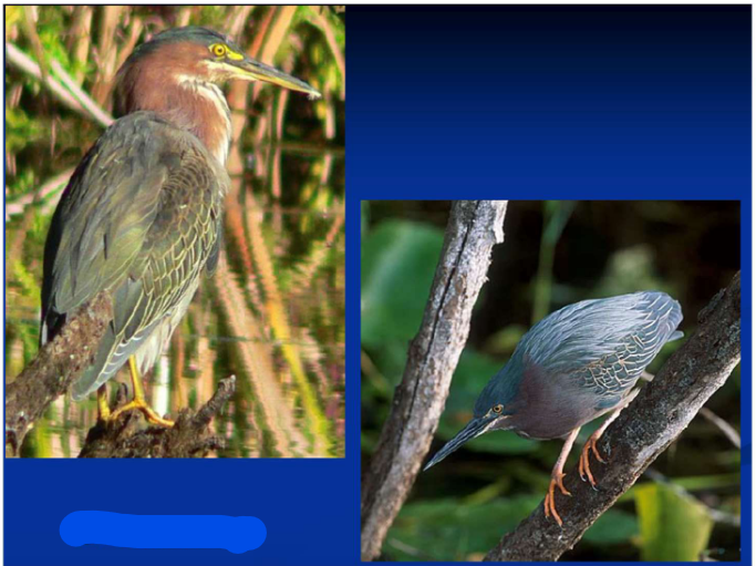 <p>What is the Order, Family, and Common name of this vertebrate?</p>