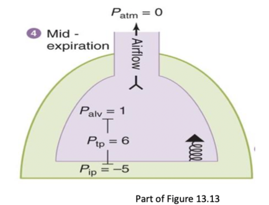 <p>Diaphragm and external intercostals are relaxing and thoracic cavity is decreasing</p><ul><li><p>Pip increases to -5</p></li><li><p>Palv = 1</p></li><li><p>Ptrans decreased → lungs recoil inward</p></li><li><p>Air flows out of lungs to atm</p></li></ul><p></p>