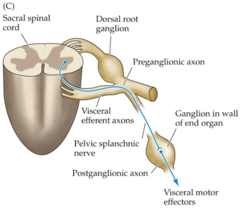 <p>Brainstem nuclei of cranial nerves:</p><p>CN III, VII, IX, X</p><p>Sacral segments S2-S4</p>