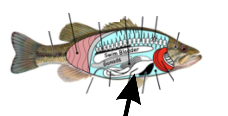 <p>What is this part on the fish?</p>