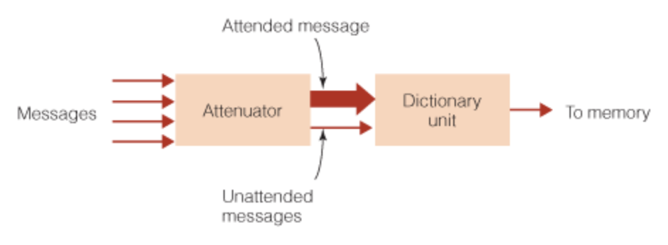 <p>attenuation model (Triesman)</p>