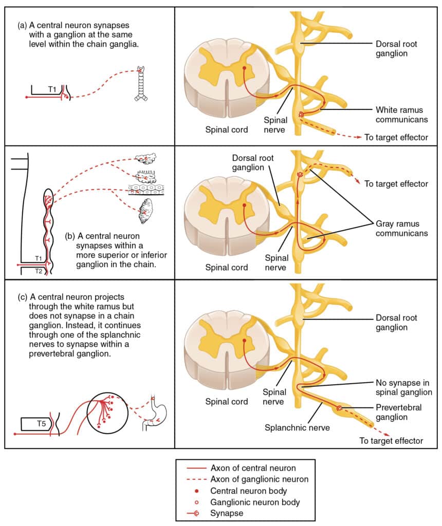<p>Contains sympathetic postganglionic neuron cell bodies </p>