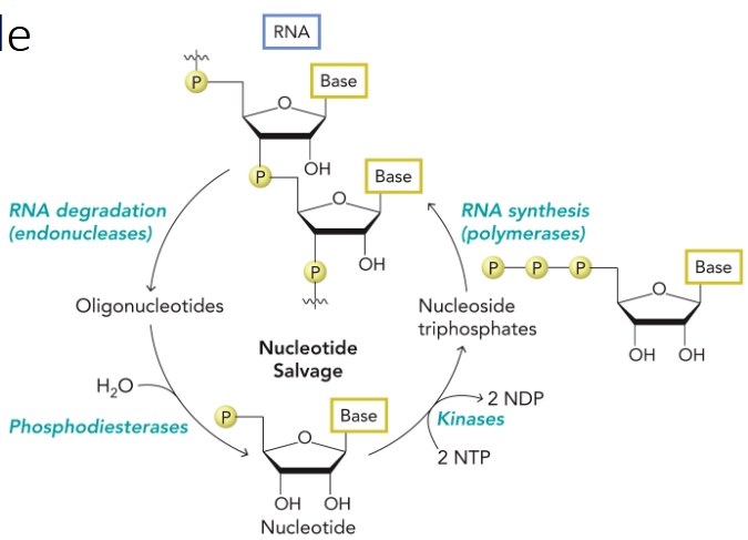 <p>uses RNA degradation to  produce oligonucleotides, which are cleaved by phosphodiesterases to yield nucleotides in the form of nucleoside 5ʹ-monophosphates.</p><p>salvaged by kinases to generate nucleoside triphosphates, which are reincorporated into RNA.</p>