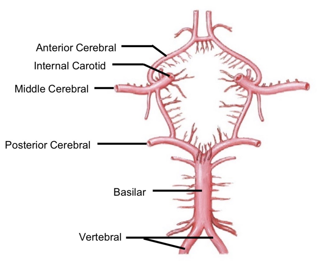 <p>Supplies posterior parietal, temporal, occipital lobe, cerebellum</p>