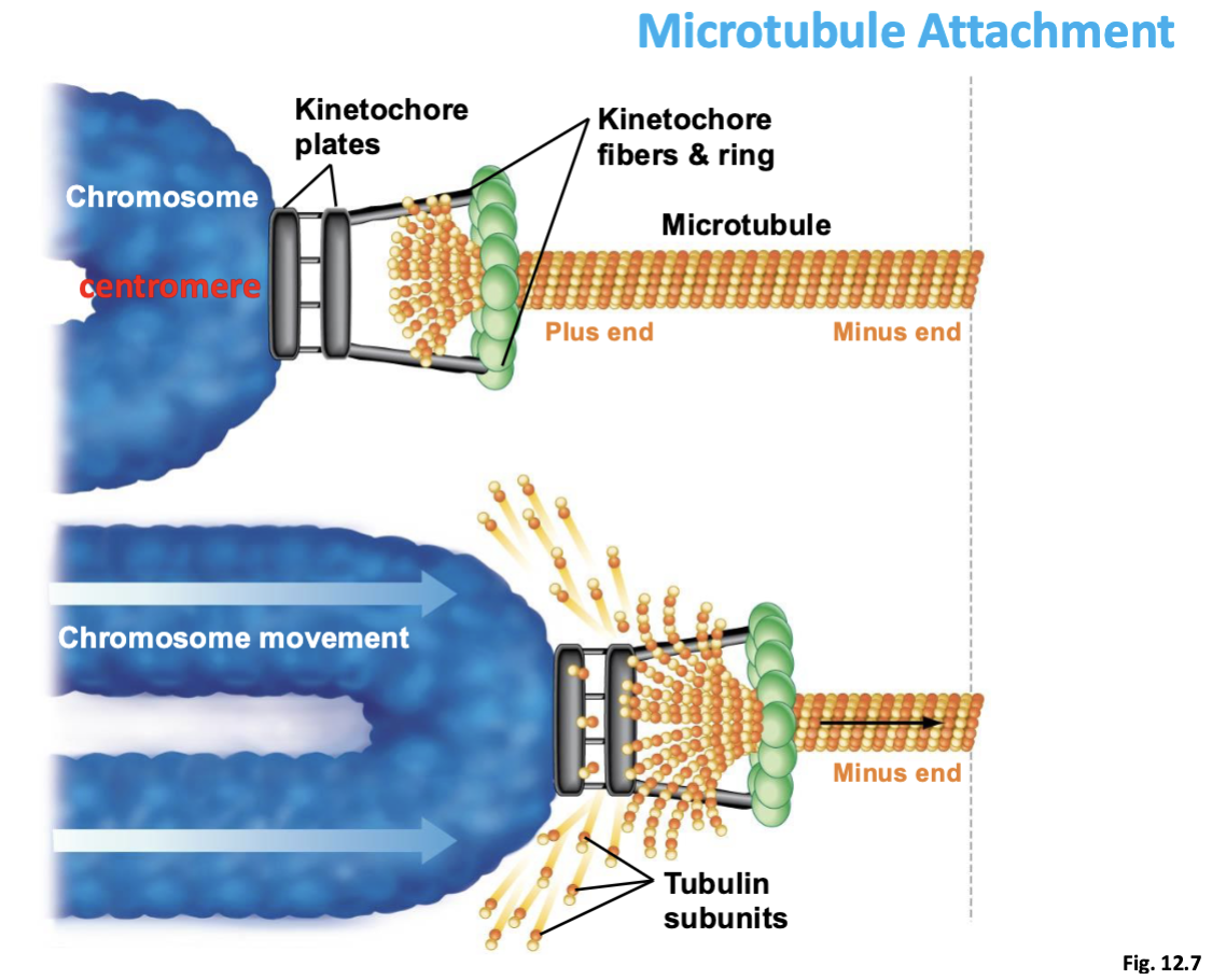 <p>comes from hydrolysis of alpha &amp; beta tubulin subunits (microtubule degradation) </p>