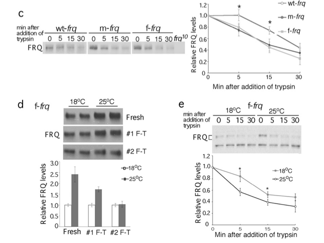 <p><span><strong>Sensitivity to limited trypsin digest (panel c)</strong></span></p><ul><li><p style="text-align: left;"><span><strong>Is codon optimized FRQ less sensitive to freeze-thaw and limited trypsin digestion when produced at lower temperature where translation rates are decreased in Neurospora? (panel d and e)</strong></span></p></li></ul><p></p>