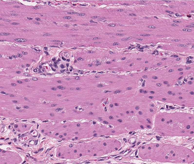 <p><span style="font-family: "Calibri Light";">ID the type of muscle.</span></p>