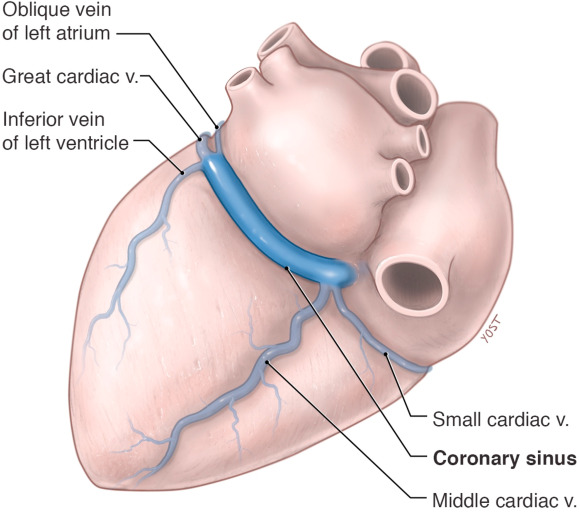 <p>{TYPE OF BLOOD VESSEL}</p>