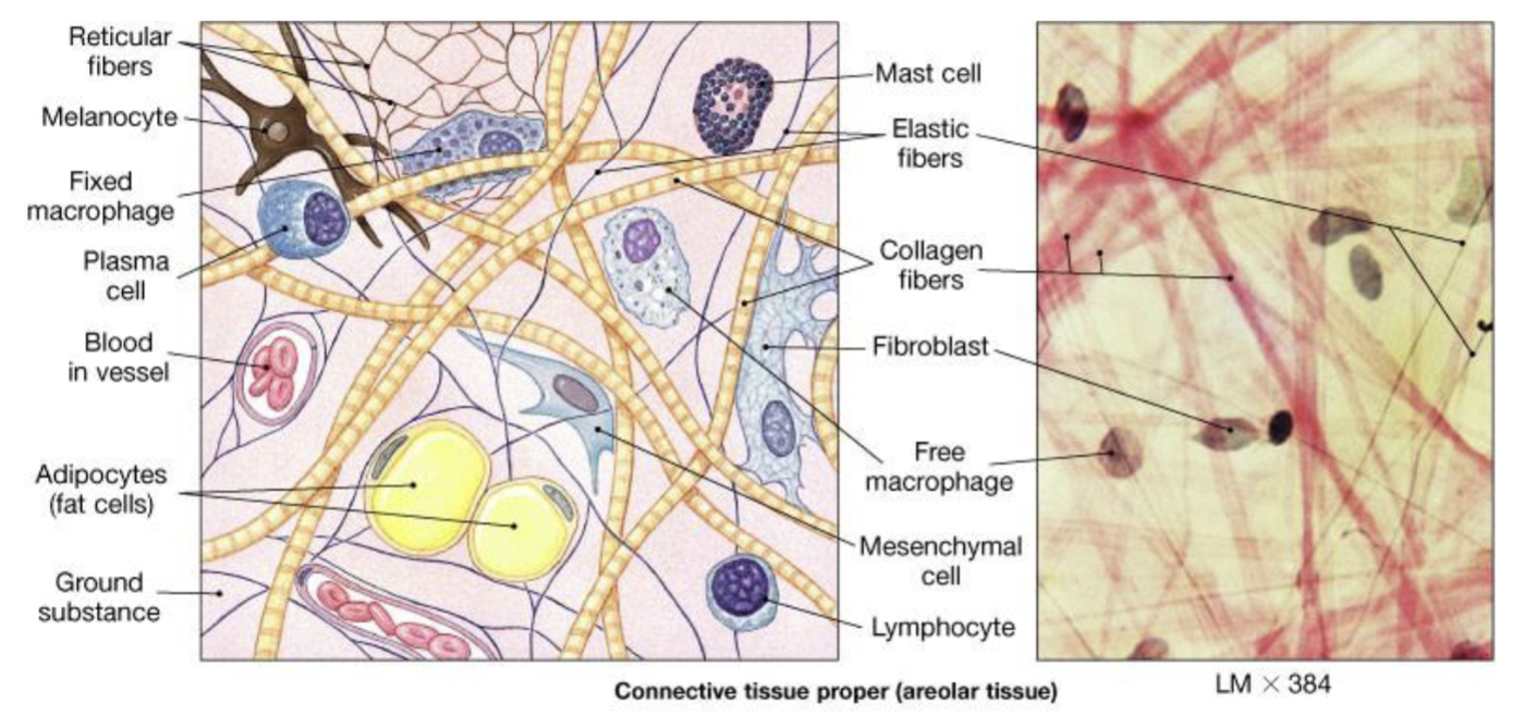 <p>Fibers, ground substance, cells</p>