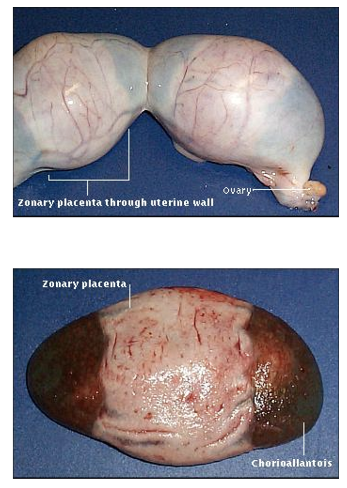 <p>Central belt/girdle contains blood vessels and attached to endometrium</p><p>-Only place where blood can cross over</p><p>Endothelio-chorial: 4 layers of tissue between fetal and maternal blood supply</p><p>Cats and dogs</p>