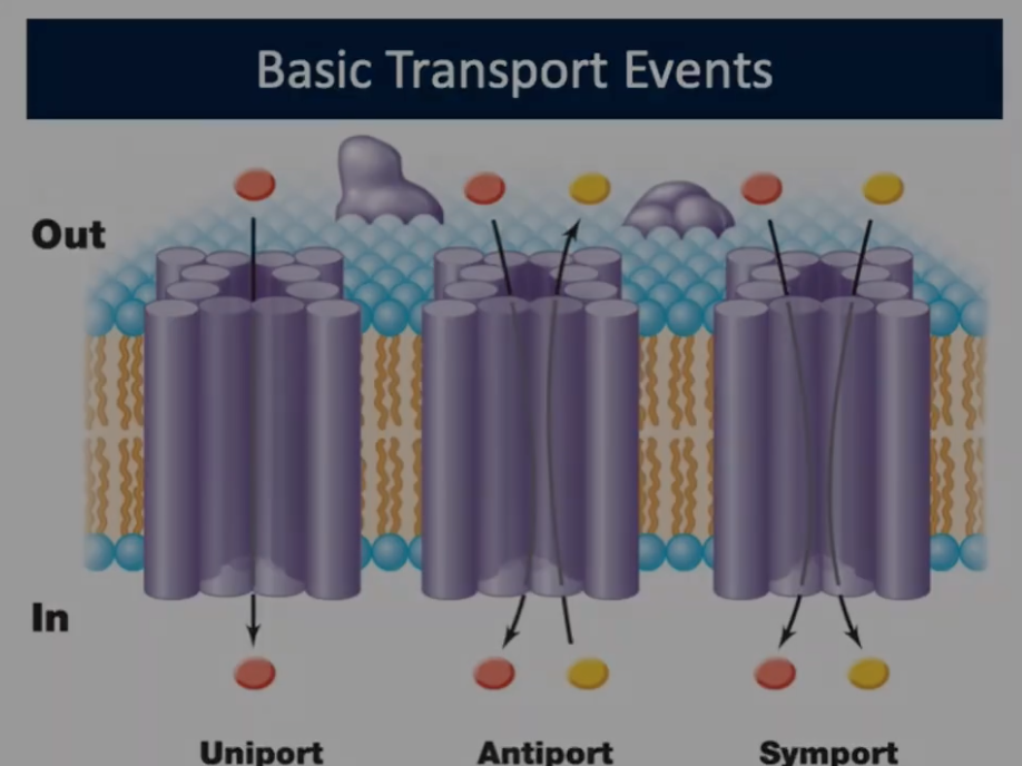 <p>Basic Transport Events (Uniport)</p>
