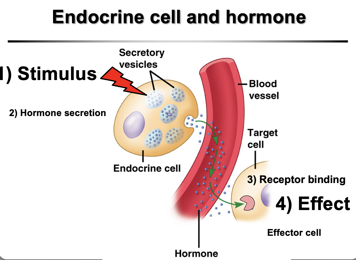 <p>Hormones are <strong>chemical messengers</strong> secreted by <strong>endocrine cells directly into the bloodstream</strong>.</p><p>Process:</p><ol><li><p><strong>Stimulus</strong> causes an <strong>endocrine cell to release a hormone</strong></p></li><li><p>Hormone travels through the <strong>bloodstream</strong></p></li><li><p>It reaches <strong>target cells with specific receptors</strong></p></li><li><p><strong>Hormone binds the receptor</strong></p></li><li><p>Binding causes a <strong>physiological effect in the target cell</strong></p></li></ol><p><strong>Key idea:</strong><br>A hormone only affects <strong>cells that have the specific receptor for it.</strong></p>