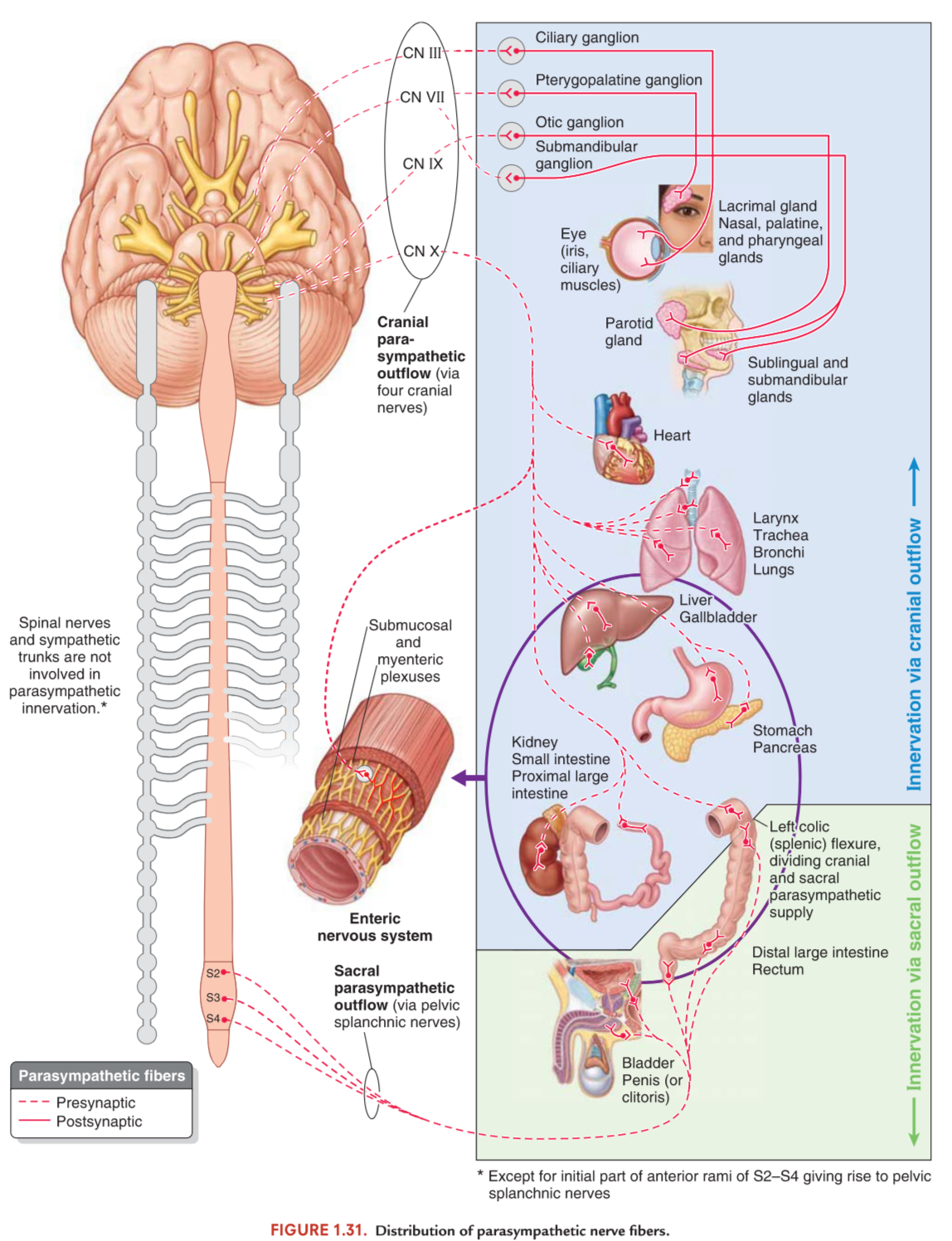 <ul><li><p><span>Where is the myenteric plexus?</span></p></li><li><p><span>Where is the submucosal plexus?</span></p></li><li><p><span>Which one controls muscle?</span></p></li><li><p><span>Which one controls the mucosa?</span></p></li></ul><p></p>