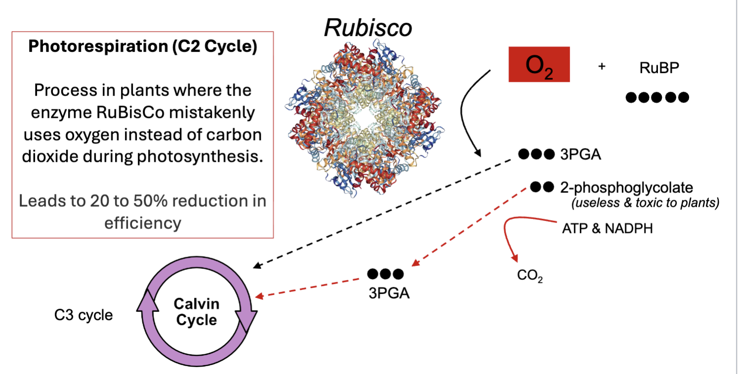 <p>process in plants where the enzyme RuBisCo mistakenly uses O2 instead of CO2 during photosynthesis </p><ul><li><p>leads to 20-50% reduction in efficently</p></li><li><p>if O2 is used it makes 3PGA and 2-phosphoglycolate which is useless and toxic to plants </p></li><li><p>2-phosphoglycolate can then be made back into 3PGA</p></li></ul><p></p>