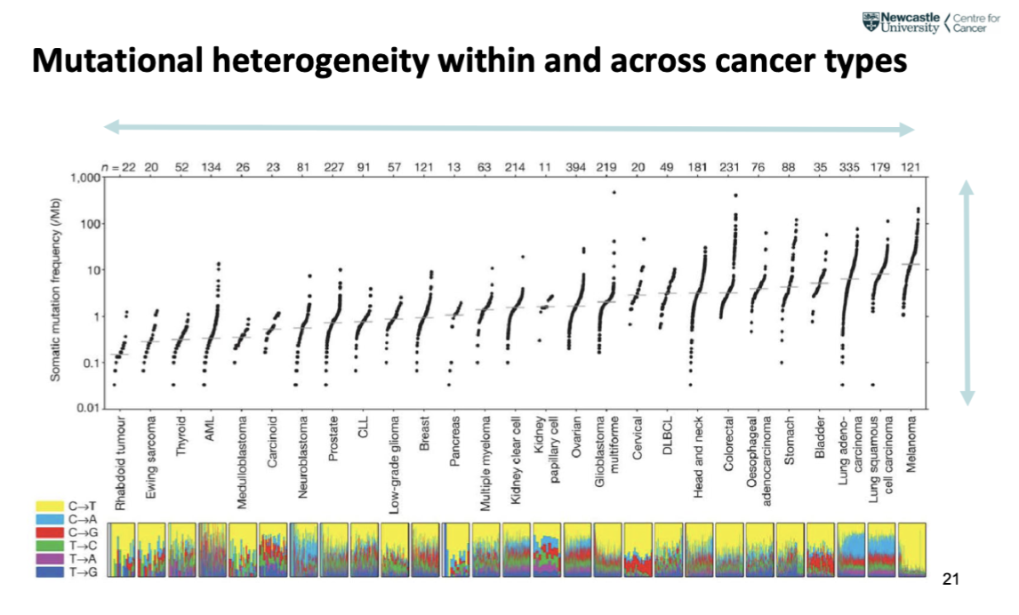 <p><span style="background-color: inherit; line-height: 22px; color: windowtext;">Each spot represents a patient where the average mutations read</span><span style="line-height: 22px; color: windowtext;">&nbsp;</span></p><p class="Paragraph SCXO170916823 BCX0" style="text-align: left;"><span style="background-color: inherit; line-height: 22px; color: windowtext;">Variation both across tumours and individuals- contribute to complexity and heterogeneity&nbsp;</span><span style="line-height: 22px; color: windowtext;">&nbsp;</span></p>