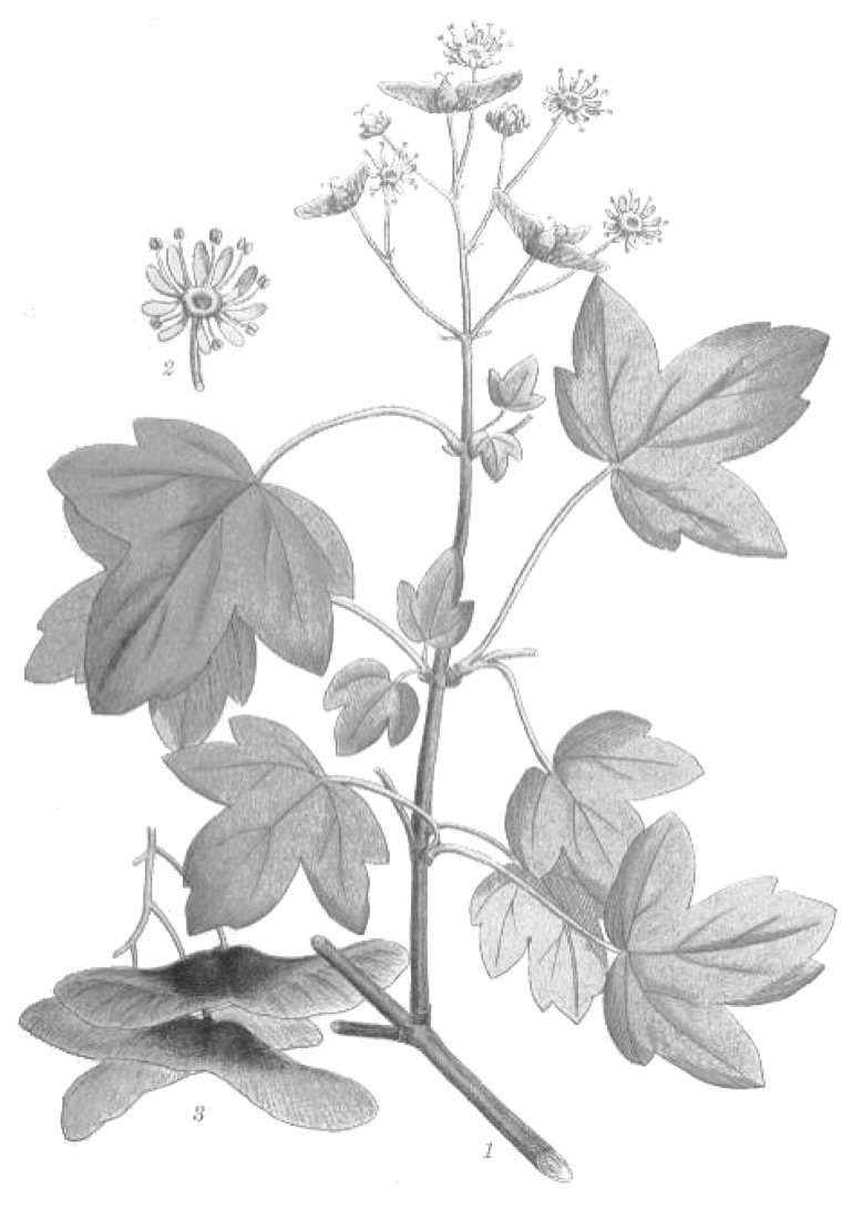 <p>Érable des champs</p><p>Acer campestre</p><p>SAPINDACEE</p>
