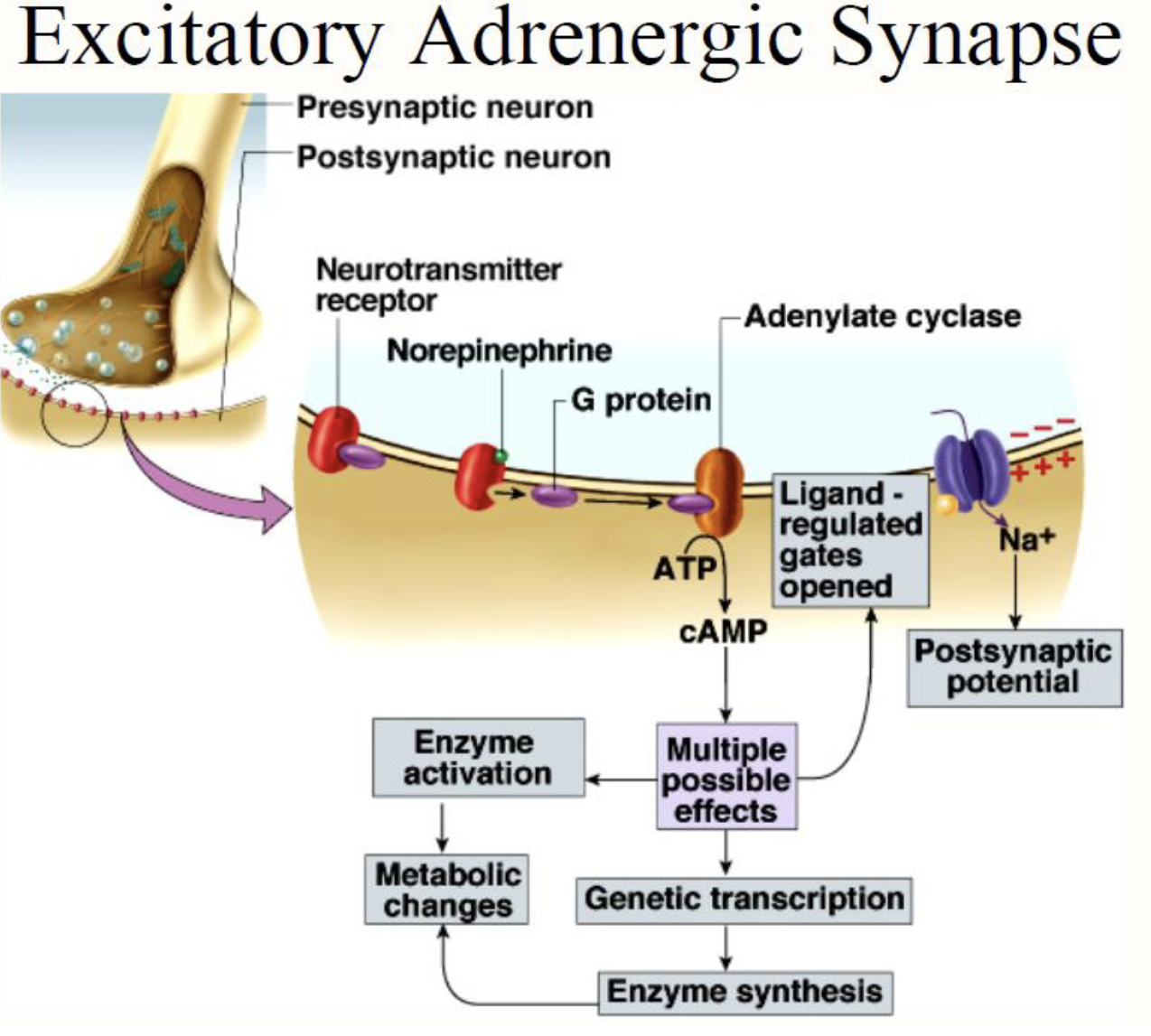 <p><strong>Adrenergic Synapse</strong></p><ul><li><p>What neurotransmitter is used at adrenergic synapses?</p><ul><li><p>What type of receptors are found at adrenergic synapses?</p></li><li><p>What type of response occurs at adrenergic synapses?</p></li></ul></li></ul><p></p>