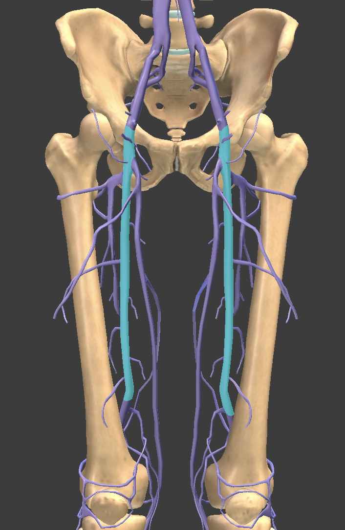 <p>Identify the blood vessel of the lower extremity</p>