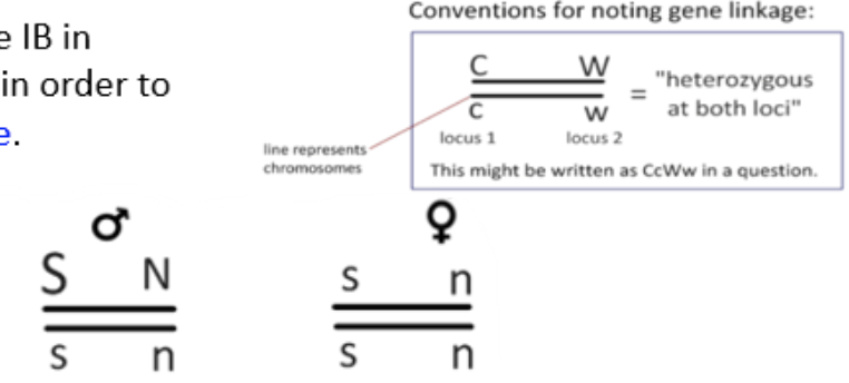 <ul><li><p>line represents chromosomes</p></li><li><p>locus 1</p></li><li><p>locus 2</p></li></ul><p></p>
