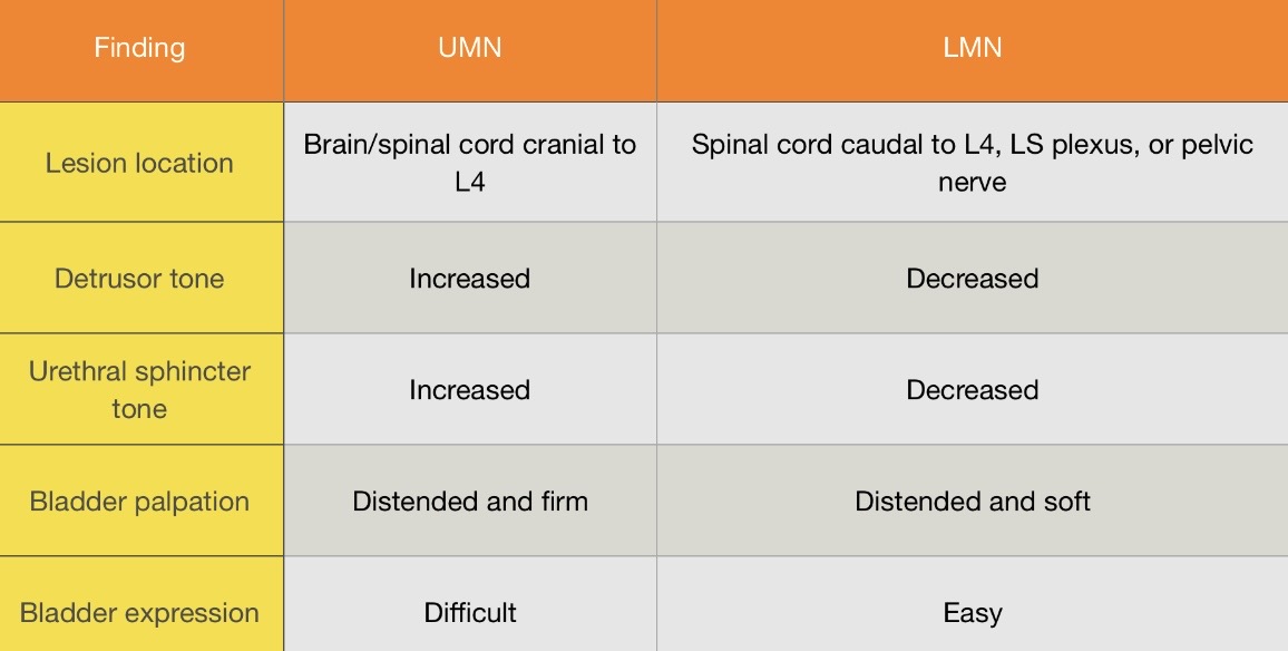<p>Bladder Function Based on Lesion Location </p>