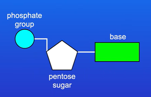 <p>In the centre we have a pentose sugar, We have a base (nitrogenous bases)  attached to the sugar</p><p>There is a negatively charged phosphate group attached on the other site of the sugar.</p>
