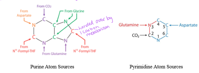 <p>purine synthesis begins on the ribose sugar, while the pyrimidine rings are synthesized separate from sugar and then attached after it is built </p>