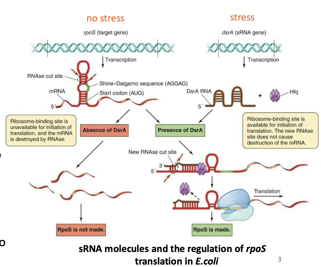 <p><strong>Regulatory RNAs</strong></p><ul><li><p>All genomes carry regions of DNA coding for non-translated RNA.</p><ul><li><p>rRNA/tRNA molecules</p></li><li><p><strong><em>Small noncoding RNAs</em></strong> (sRNA) that can control gene expression at transcription or translation points</p><ul><li><p><strong><em>Antisense RNA, </em></strong>works by binding to complementary mRNA molecules in their <strong><em>leader sequences (5’ UTR), </em></strong>affecting gene expression</p></li><li><p>Ex:<em> dsrA</em> binds to <em>rpoS</em> transcript disrupting the inhibitory secondary structure, and allowing translation to proceed</p></li></ul></li></ul></li></ul><p></p><p>Simple: Antisense RNAs like dsrA let the cell quickly turn on specific proteins, such as RpoS, by unblocking their mRNAs only when needed, like during stress.</p>