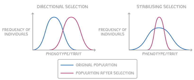 <p>Directional selection - favours extreme phenotype and shifts the normal distribution in the direction of the favoured extreme. E.g. bird beak size.</p><p>Stabilising selection - favours average phenotypes and narrows the normal distribution curve. E.g. human birth weight.</p>
