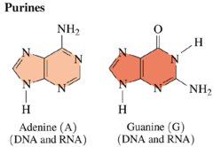 <p>Adenine (A) and Guanine (G)</p>
