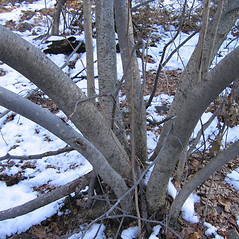 <p>Hamamelis virginiana</p>