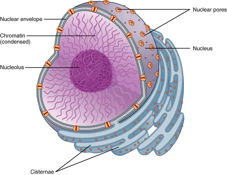 <ul><li><p>Double membrane surrounding the nucleus</p></li><li><p>Containns nuclear pores that control the passage of substances between the nucleus and cytoplasm</p></li></ul><p></p>