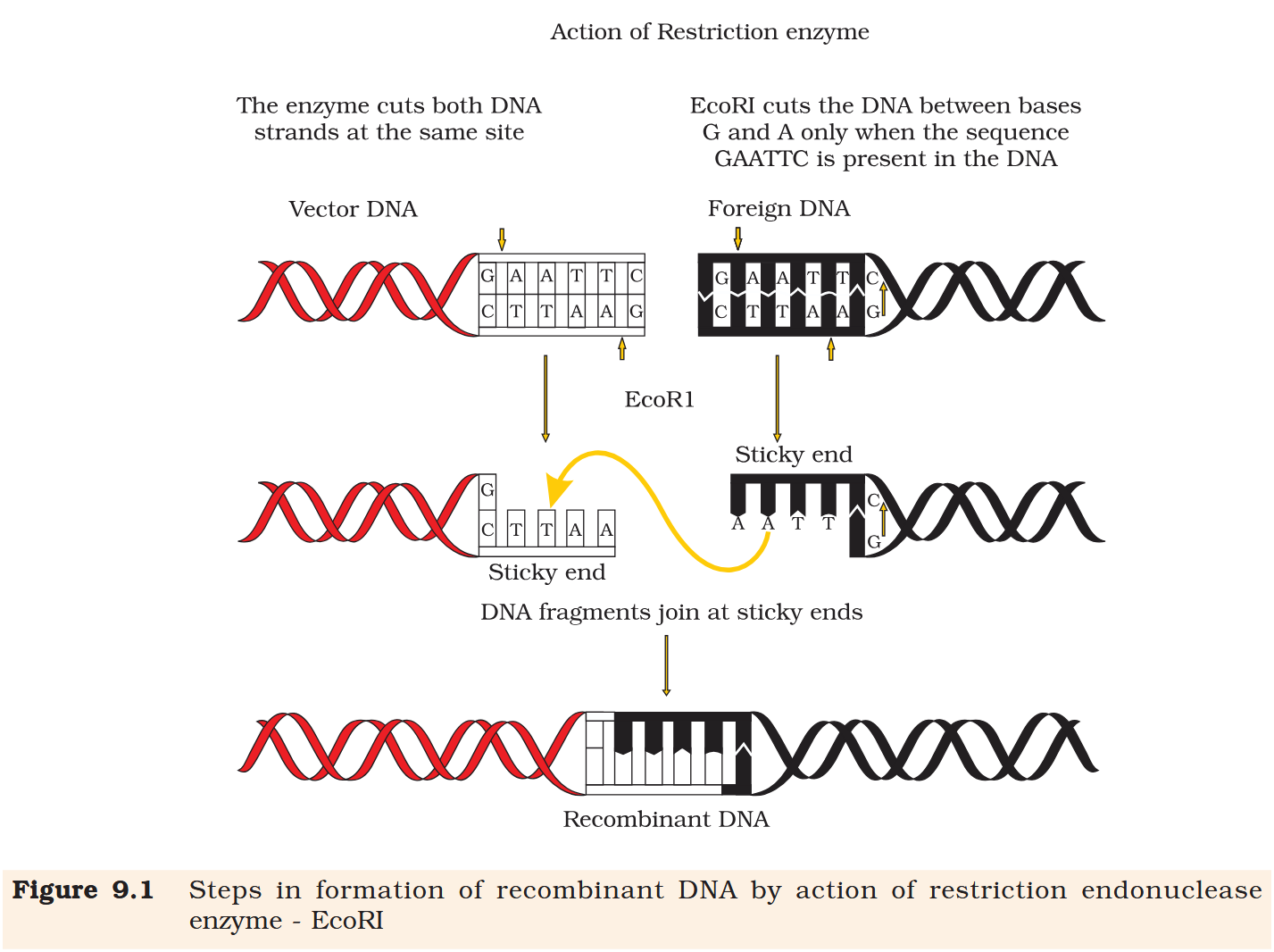 <p>Recombinant DNA</p>