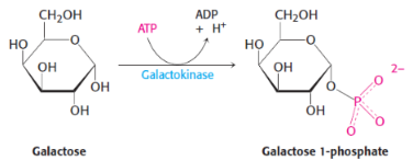 <p>1st step of galactose metabolism</p><p>catalysed by galactokinase</p>